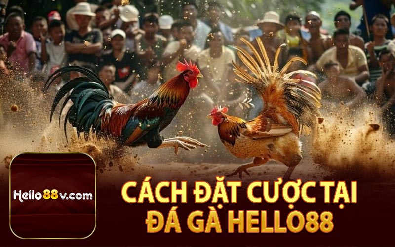 Cách Đặt Cược Tại Đá Gà Hello88