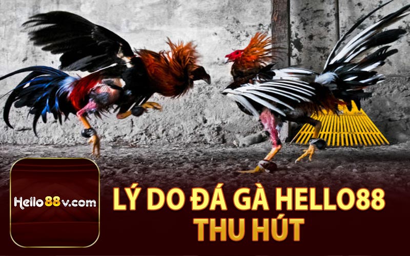 Lý Do Đá Gà Hello88 Thu Hút Cược Thủ