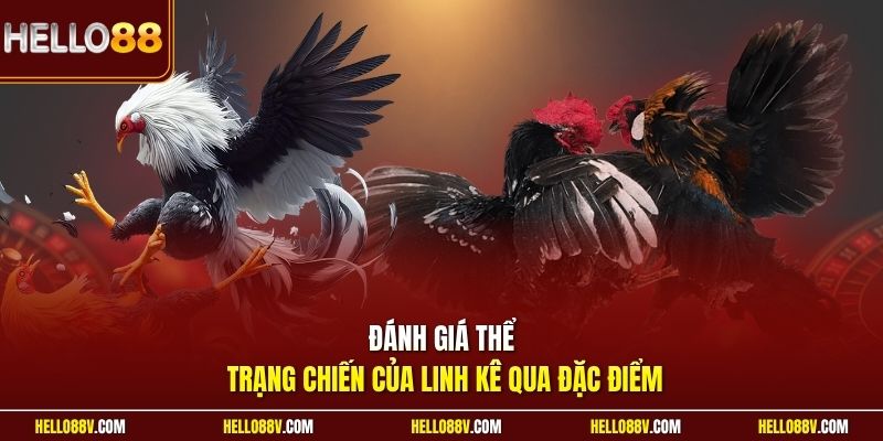 Đánh giá thể trạng chiến của linh kê qua đặc điểm