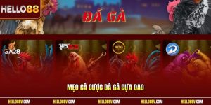Mẹo cá cược đá gà cựa dao
