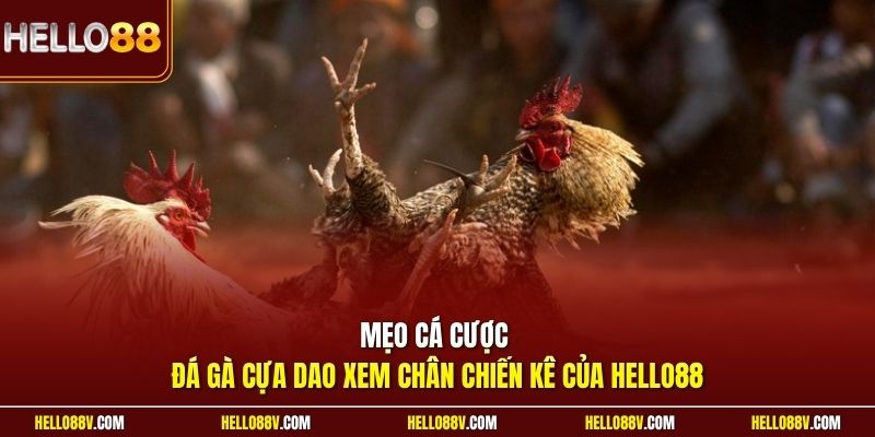 Mẹo cá cược đá gà cựa dao xem chân chiến kê của Hello88